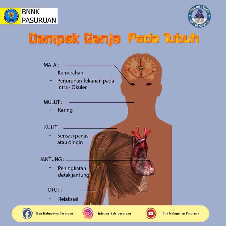 Dampak Ganja Pada Tubuh Dampak Ganja Pada Tubuh